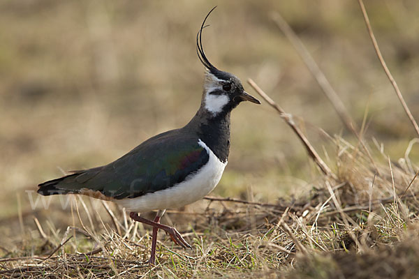 Kiebitz (Vanellus vanellus)