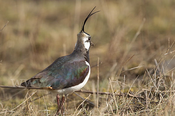 Kiebitz (Vanellus vanellus)