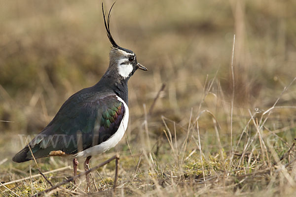 Kiebitz (Vanellus vanellus)