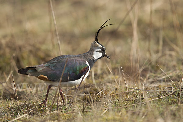 Kiebitz (Vanellus vanellus)