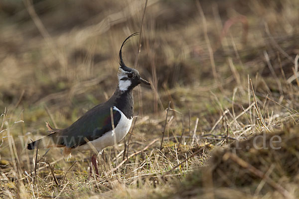 Kiebitz (Vanellus vanellus)