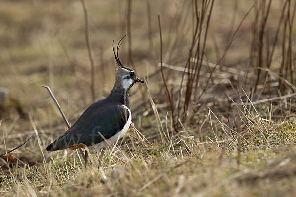 Kiebitz (Vanellus vanellus)