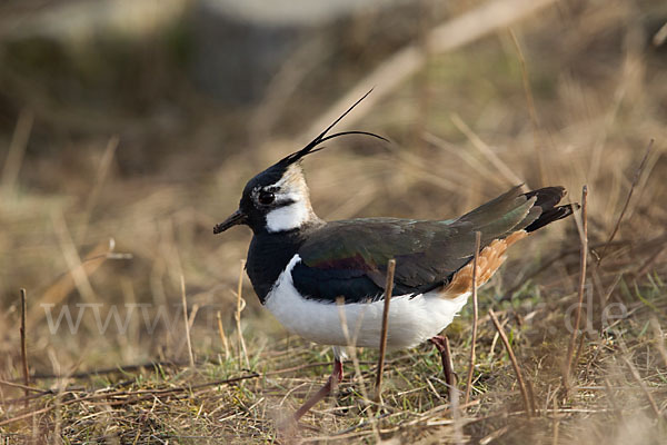 Kiebitz (Vanellus vanellus)