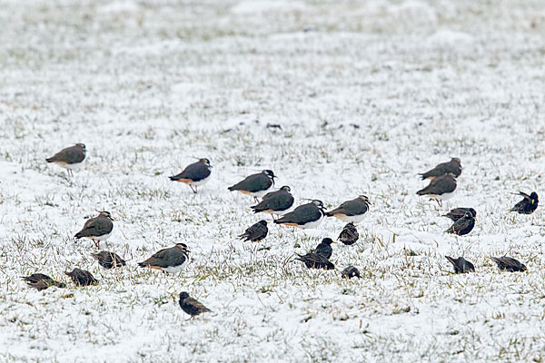 Kiebitz (Vanellus vanellus)