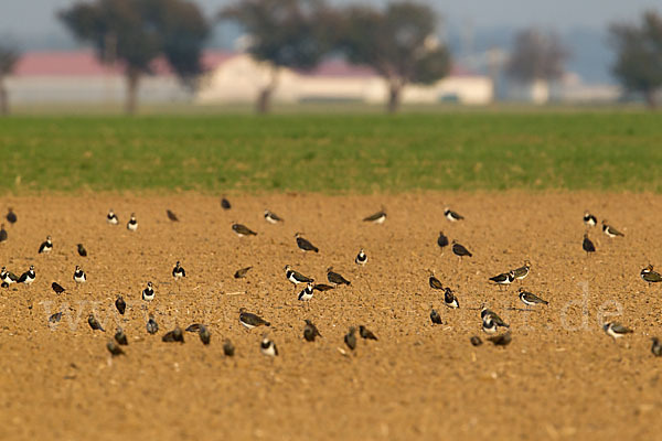 Kiebitz (Vanellus vanellus)