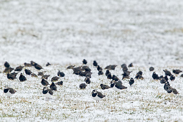 Kiebitz (Vanellus vanellus)