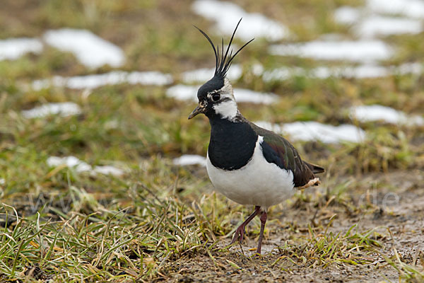 Kiebitz (Vanellus vanellus)