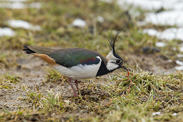 Kiebitz (Vanellus vanellus)