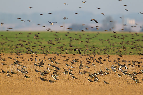 Kiebitz (Vanellus vanellus)