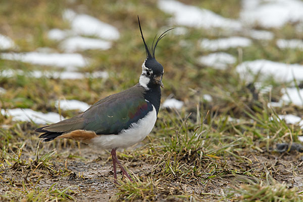 Kiebitz (Vanellus vanellus)