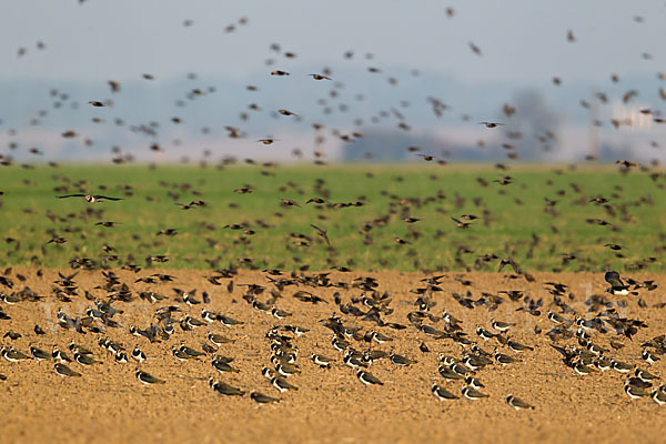 Kiebitz (Vanellus vanellus)