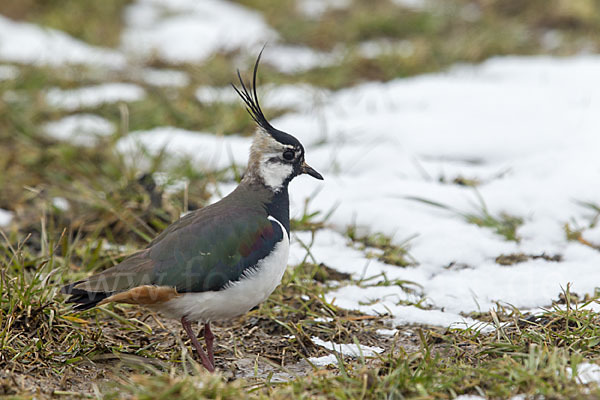 Kiebitz (Vanellus vanellus)