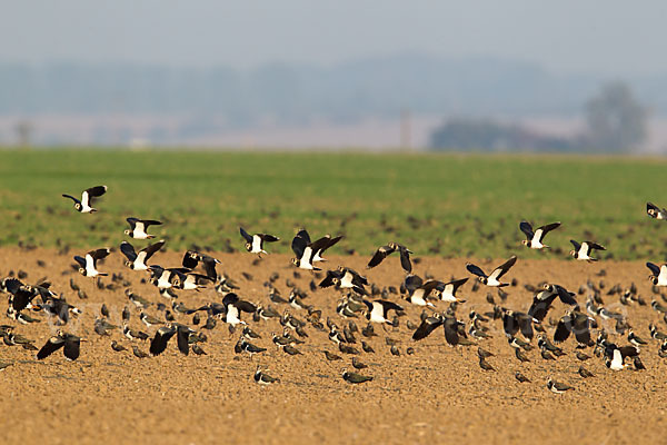 Kiebitz (Vanellus vanellus)