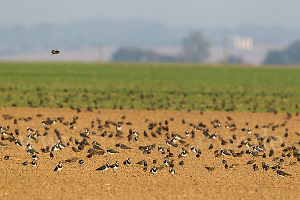 Kiebitz (Vanellus vanellus)