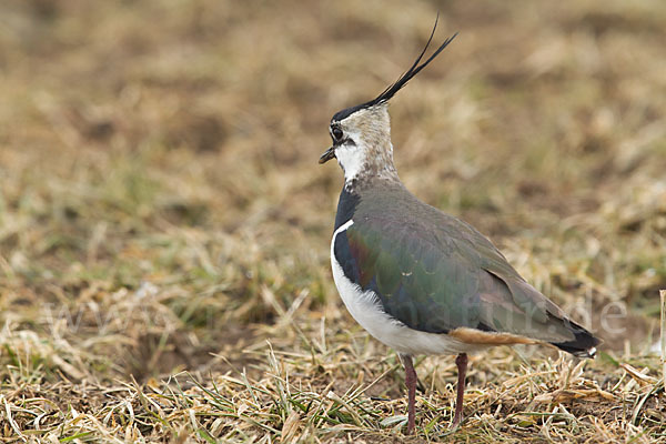 Kiebitz (Vanellus vanellus)