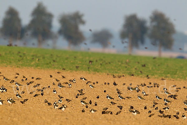 Kiebitz (Vanellus vanellus)