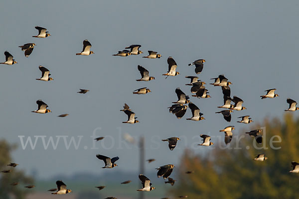 Kiebitz (Vanellus vanellus)