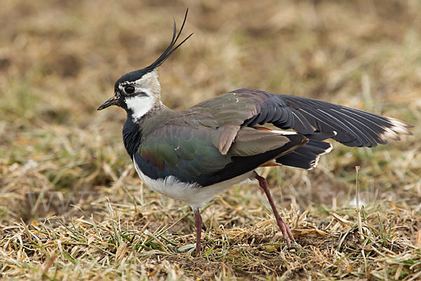 Kiebitz (Vanellus vanellus)