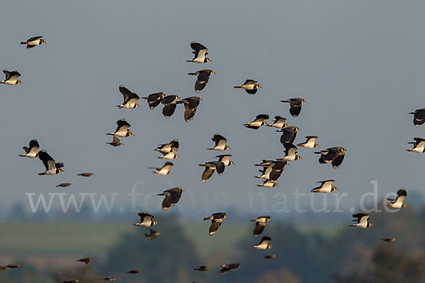 Kiebitz (Vanellus vanellus)