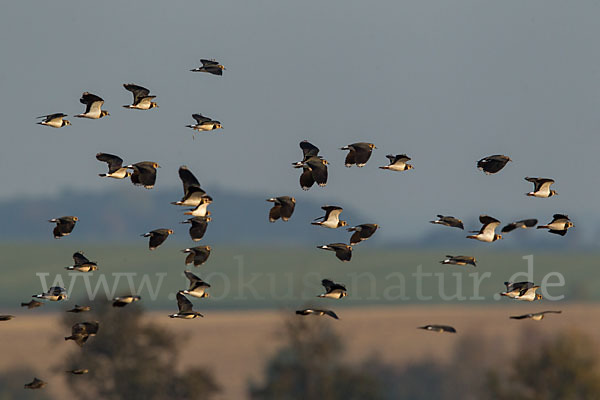 Kiebitz (Vanellus vanellus)