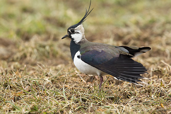 Kiebitz (Vanellus vanellus)