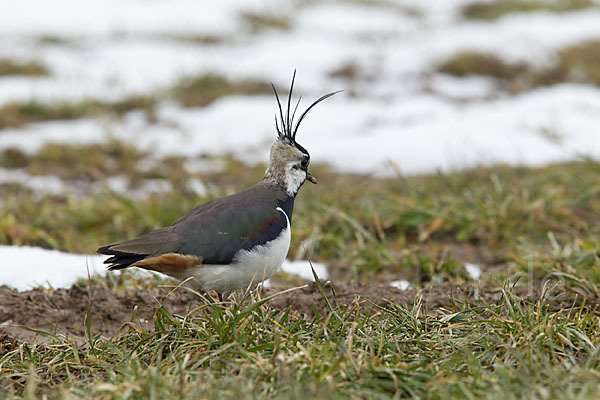 Kiebitz (Vanellus vanellus)