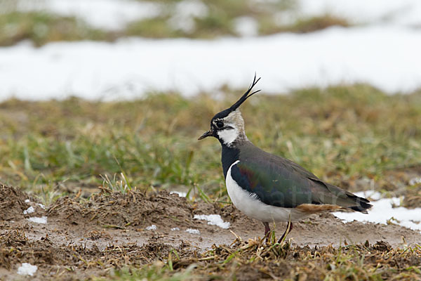 Kiebitz (Vanellus vanellus)
