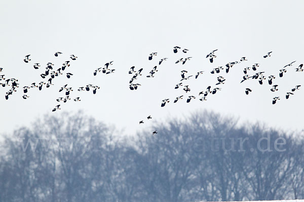 Kiebitz (Vanellus vanellus)