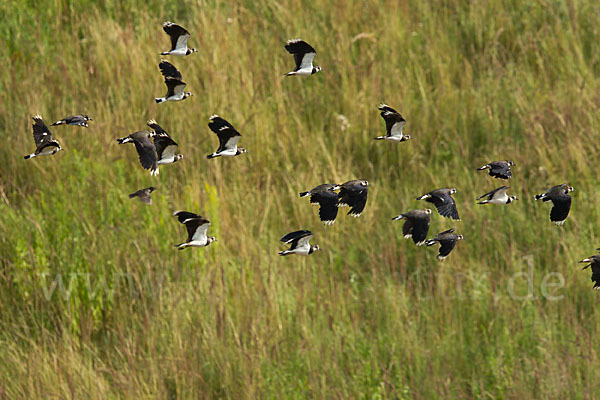 Kiebitz (Vanellus vanellus)