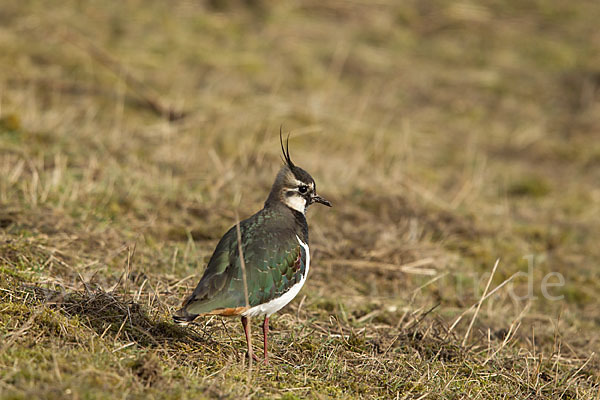 Kiebitz (Vanellus vanellus)