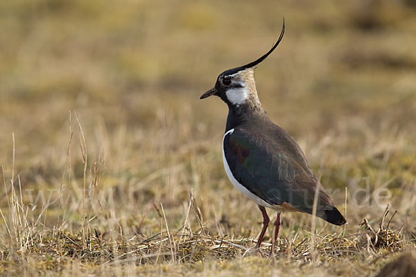 Kiebitz (Vanellus vanellus)