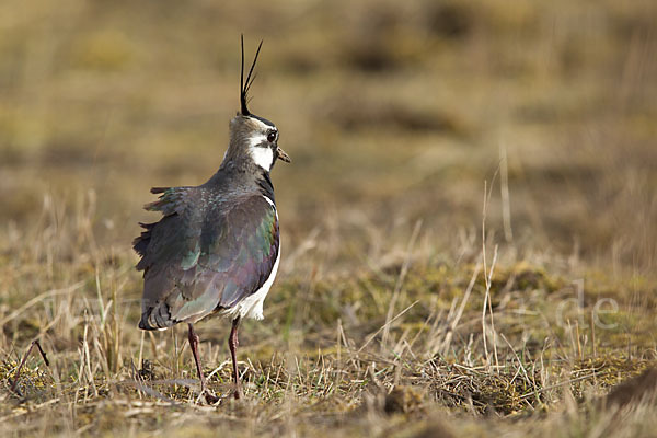 Kiebitz (Vanellus vanellus)