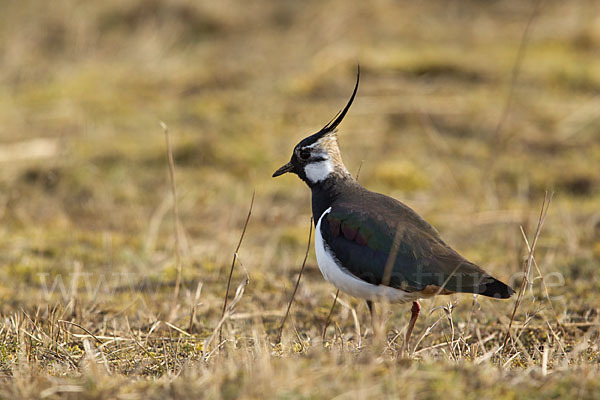 Kiebitz (Vanellus vanellus)