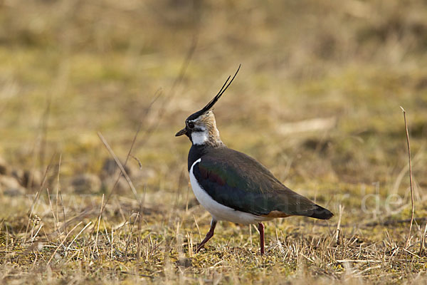 Kiebitz (Vanellus vanellus)