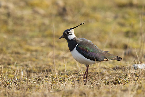 Kiebitz (Vanellus vanellus)