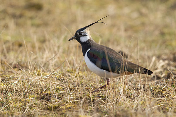 Kiebitz (Vanellus vanellus)