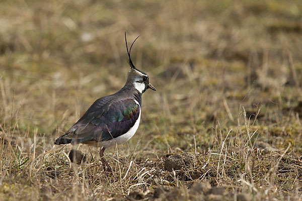 Kiebitz (Vanellus vanellus)