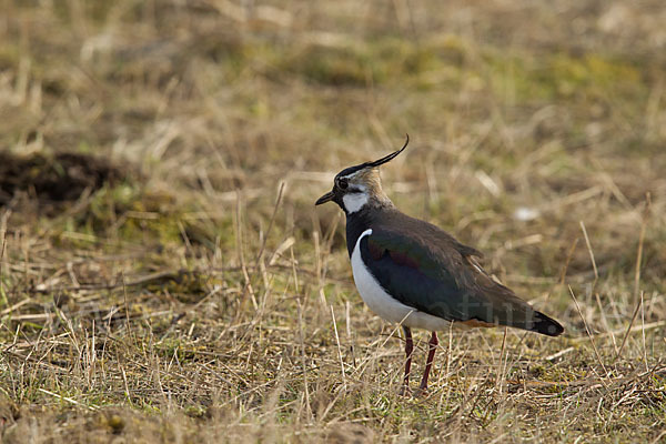 Kiebitz (Vanellus vanellus)