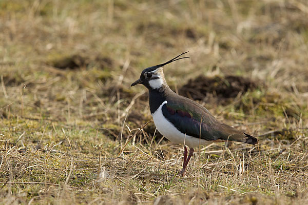 Kiebitz (Vanellus vanellus)