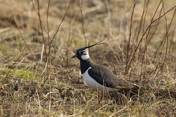 Kiebitz (Vanellus vanellus)