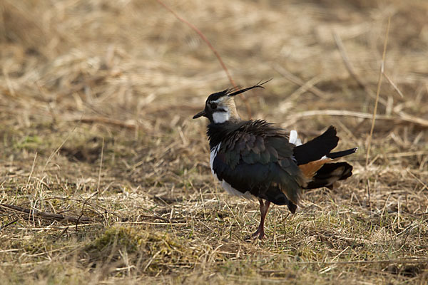 Kiebitz (Vanellus vanellus)