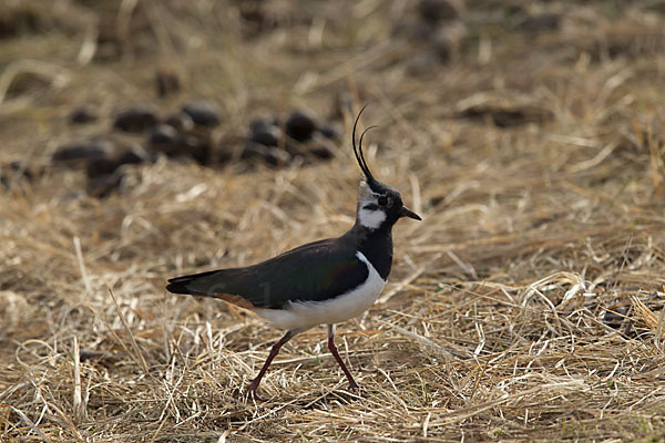 Kiebitz (Vanellus vanellus)