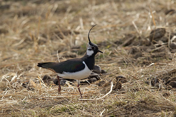 Kiebitz (Vanellus vanellus)