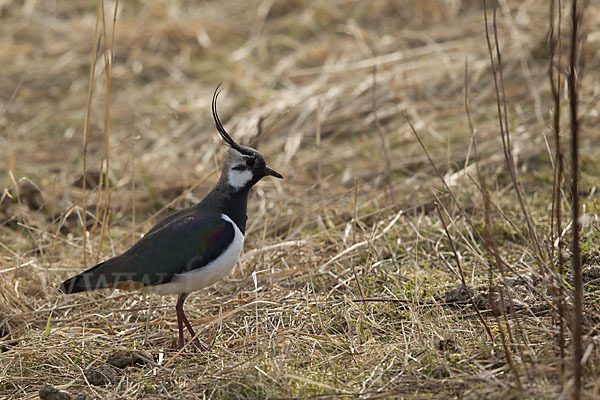 Kiebitz (Vanellus vanellus)