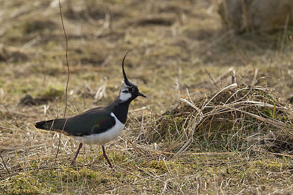 Kiebitz (Vanellus vanellus)