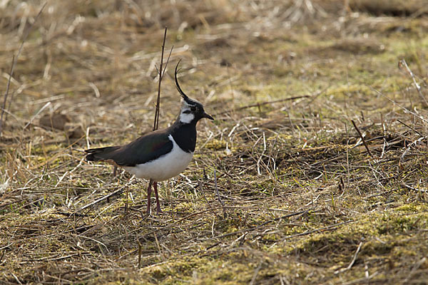 Kiebitz (Vanellus vanellus)