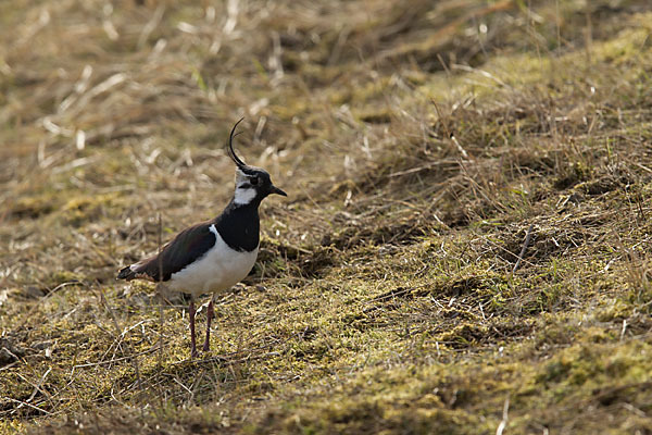 Kiebitz (Vanellus vanellus)