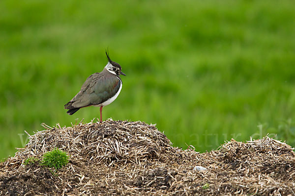 Kiebitz (Vanellus vanellus)