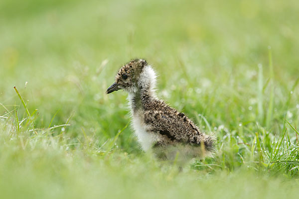 Kiebitz (Vanellus vanellus)