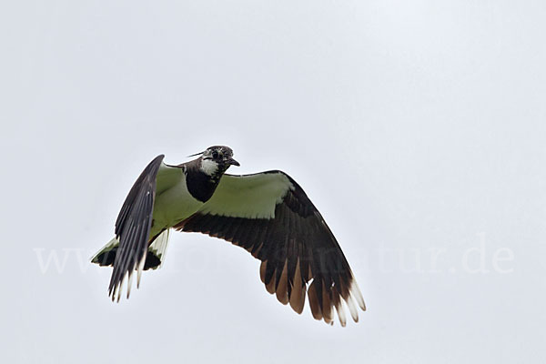 Kiebitz (Vanellus vanellus)